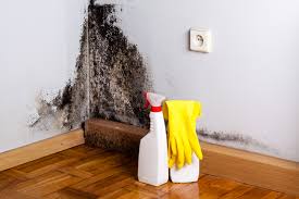 Best Biohazard Mold Removal in Lake Park, IA